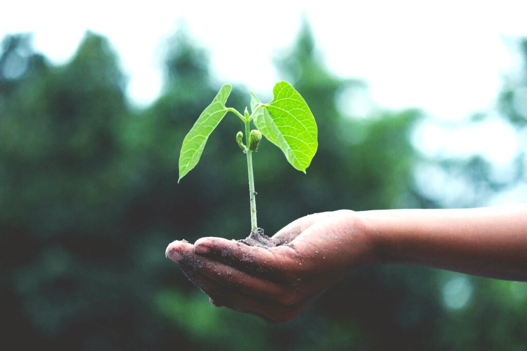 Seedling growing in the palm of a hand similar to growing from having a mentor.